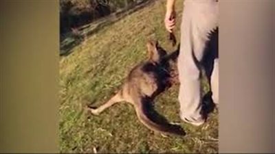 بالفيديو والصور.. رجل يحاول قطع رأس كنغر جريح بشكل وحشي