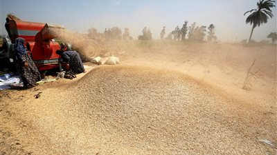 «تقصي حقائق القمح» تتفقد صوامع وشون الشرقية