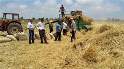 «تموين كفرالشيخ»: 25 موقع تخزيني للقمح وانتهاء ظاهرة الشون الترابية