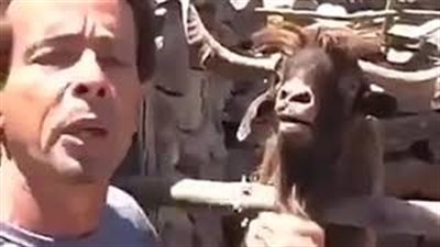 بالفيديو.. خروف يبصق في وجه صاحبه