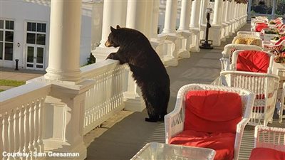 لقطات لدب يستمتع بمشاهدة شروق الشمس تشعل الإنترنت