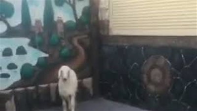 شاهد.. رد فعل خروف لحظة هجوم نمر عليه