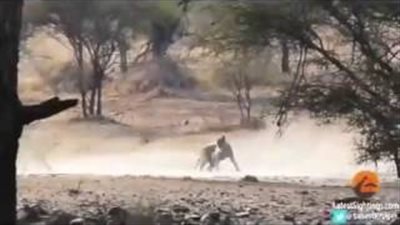 بالفيديو.. مطارد أسد لقطيع غزلان ينتهي بطريقة غير متوقعة