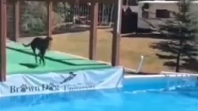 قفزة مذهلة لكلب أعلى حمام سباحة (فيديو)