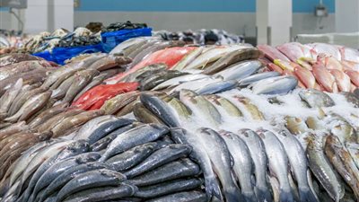 تجارية القاهرة: لا يوجد نقص في المعروض من الأسماك