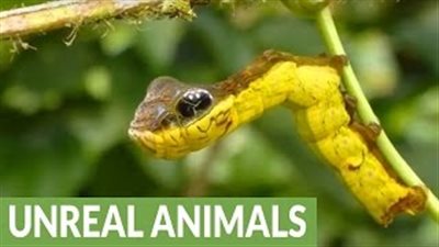 بالفيديو.. دودة تشبه الثعبان تثير ضجة عبر «يوتيوب»