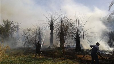 الحماية المدنية تسيطر على حريق بمزرعة نخيل في الوادي الجديد