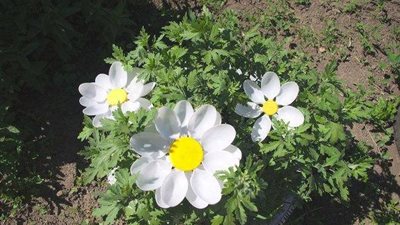 بالصور..علمي أطفالك عمل فازة ورد بالملاعق والزجاجات البلاستيكية