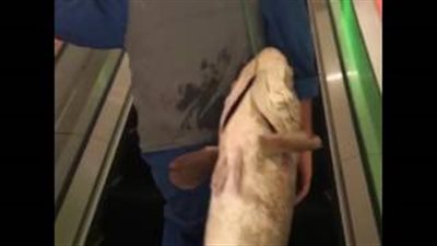 بالفيديو.. شاب يتجول بسمكة عملاقة في «مول» بالكويت