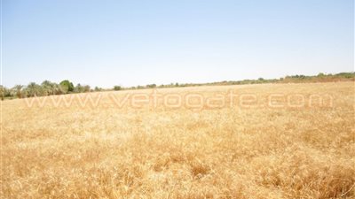 إنشاء شونتين ترابيتين لتخزين القمح في أسوان