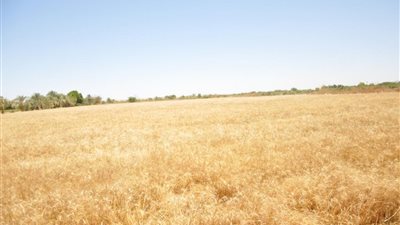 محافظ أسوان: تقديم التسهيلات المطلوبة للمزارعين لتسليم القمح