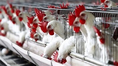 «الثروة الداجنة»: استقرار أسعار الدواجن وارتفاع البيض بالأسواق