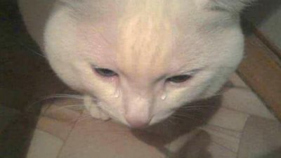 3 صور ترصد بكاء قط على وفاة رفيقته