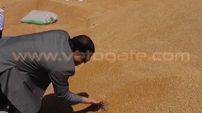 بالصور.. محافظ الغربية يتفقد شون القمح بالمحلة الكبرى