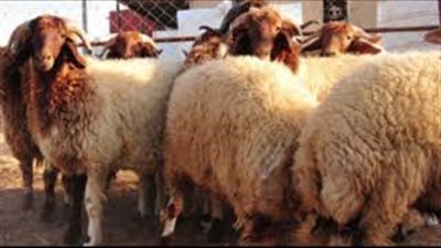 بالصوت.. طرق الاشتراك في صك الأضحية من البنك التجاري الدولي