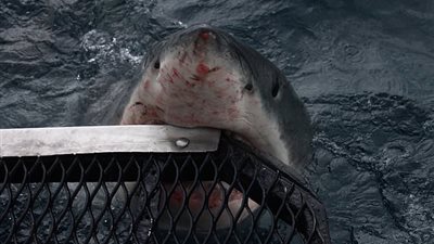 الموت على بعد سنتيمترات من يد رجل لتصوير هجوم قرش (صور)