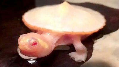 ولادة نادرة لسلحفاة ألبينو بقلب خارج تجويف جسدها (صور)