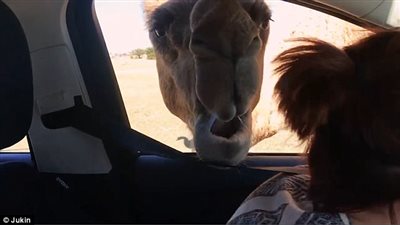 بالفيديو والصور.. جمل يقتحم سيارة ويثير ذعر ركابها