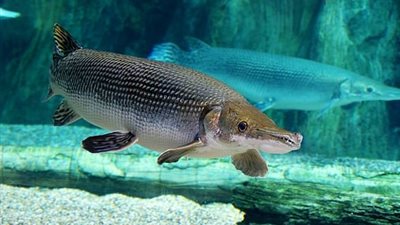 سمكة نصف سلحفاة ونصف ثعبان تثير الذعر بالصين (صور)