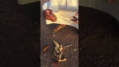 سعودي يعثر على مفاجأة داخل بطن «ضب» (فيديو)