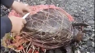 مشهد مؤلم لتحرير سلحفاة من شباك صيد تخنقها (فيديو وصور)