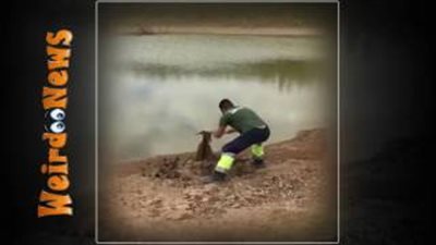 بالفيديو.. إنقاذ ماعز ورد فعل طريف من صغيرها