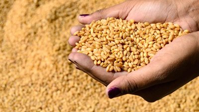 رفض استلام 70 ألف طن «قمح محلي» بالمحافظات لمخالفة شروط التوريد