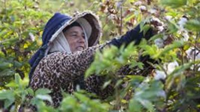 اختيار ملكة جمال «القطن» والجائزة «بقرة»