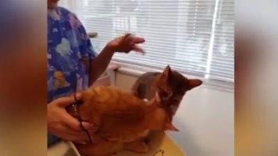 بالفيديو.. رد فعل قطة تحاول إنقاذ أخرى من أيدي طبيبة