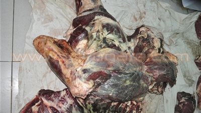 تعاون بين مديريات «صحة وبيطرى وتموين الجيزة» لضبط اللحوم الفاسدة