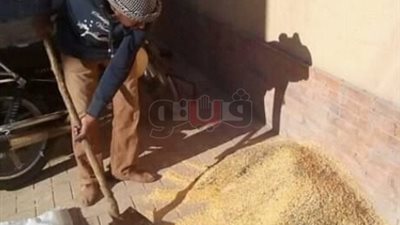 «الأقصر» تعلن مكافحة الفئران لحماية القمح