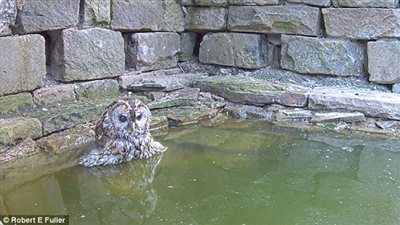 بومة تسترخي ببركة مياه دافئة (فيديو وصور)