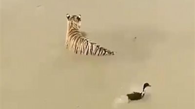 بطة تخدع نمرا بأسلوب ذكي وتفر منه (فيديو وصور)