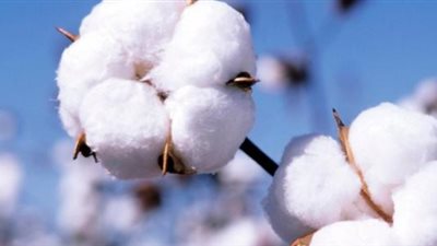 انفراجة في أزمة القطن.. الحكومة تتراجع عن موقفها وتعلن بدء استلام المحصول بـ 2700 جنيه للقنطار الأسبوع المقبل.. والنواب: رضينا بالهم والهم مش راضي بينا.. واجتماع وزاري الإثنين المقبل لحسم القضية