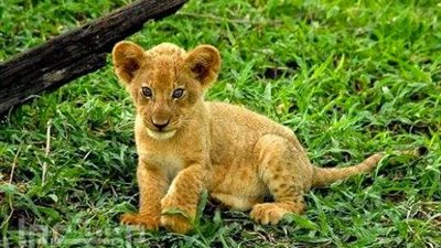 رئيس الهلال السعودي يصطحب أسدا في التدريبات (فيديو)