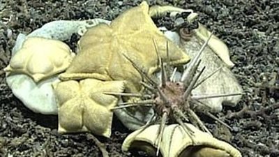 نجمة بحر تشبه المكرونة تثير حيرة العلماء (فيديو)