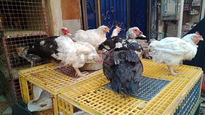 قرار منع تداول الطيور الحية يثير أزمة.. أصحاب المحال: «هيقفل بيوت كتيرة».. الصنايعية: بنكسب 100 جنيه في اليوم وصعب تعويضها.. والمواطنون: لن نأكل المجمد ونطمئن للطازج