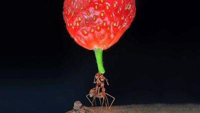 بالصور.. نمل يحمل فاكهة عشرة أضعاف حجمه