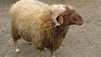 أنواع خروف العيد بين الشرقاوي والرحماني والبرقي