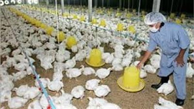 عمال «إنتاج الدواجن» بالفيوم يطالبون بالإبقاء على محطات العزب