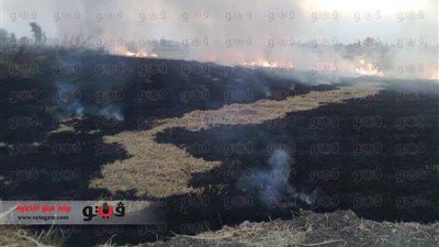 بالصور.. محافظة الشرقية تتحدى 