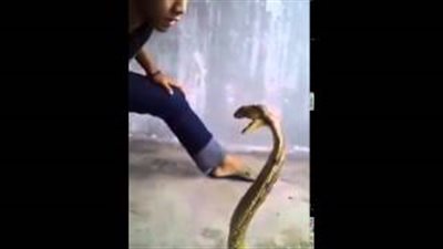 بالفيديو.. شاب ماليزي يقبل رأس كوبرا