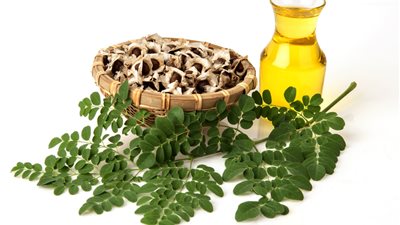 زيت المورينجا «الماسة الخضراء».. ينافس أجود الزيوت النباتية.. سعر اللتر يصل إلى ألف جنيه.. ينتشر بمحافظتي الأقصر وأسوان.. ويستخدم لعلاج أمراض الكبد والقلب والجهاز الهضمي