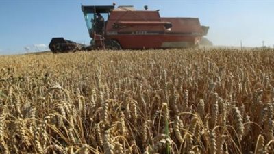 زراعة أسيوط تستعد لحصاد 239 ألف فدان قمح بصومعتين و14 شونة وهنجر