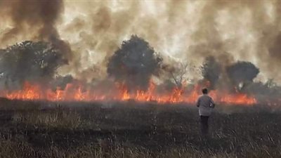 حريق ضخم بـ8 أفدنة قمح في قرية الهياتم بالمحلة الكبرى