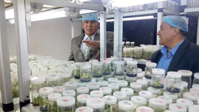 تخصيص 10 أفدنة لتنفيذ أبحاث معمل زراعة الأنسجة بالوادى الجديد (صور)