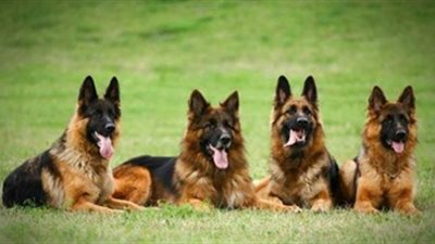 الكلاب الشرسة موضة البلطجية.. طالب ثانوي يروع الفتيات في دمياط.. حبس شاب ووالديه بسبب عقر سيدة.. سقوط «الجزار» بالمحلة الكبرى.. و«قانوني»: الحبس 3 سنوات في انتظار مرتكبي الجريمة