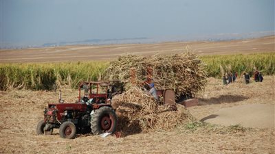 لأول مرة زراعة القصب بالتنقيط في الصحراء.. وأبو ستيت يشيد بالتجربة