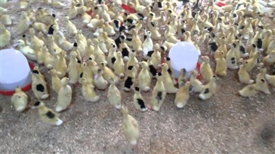 الزراعة تطرح أنواعا من البط المولار والكتاكيت بالوادي الجديد