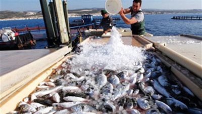 الزراعة: مضاعفة إنتاجية المزارع الحكومية من الأسماك 3 مرات